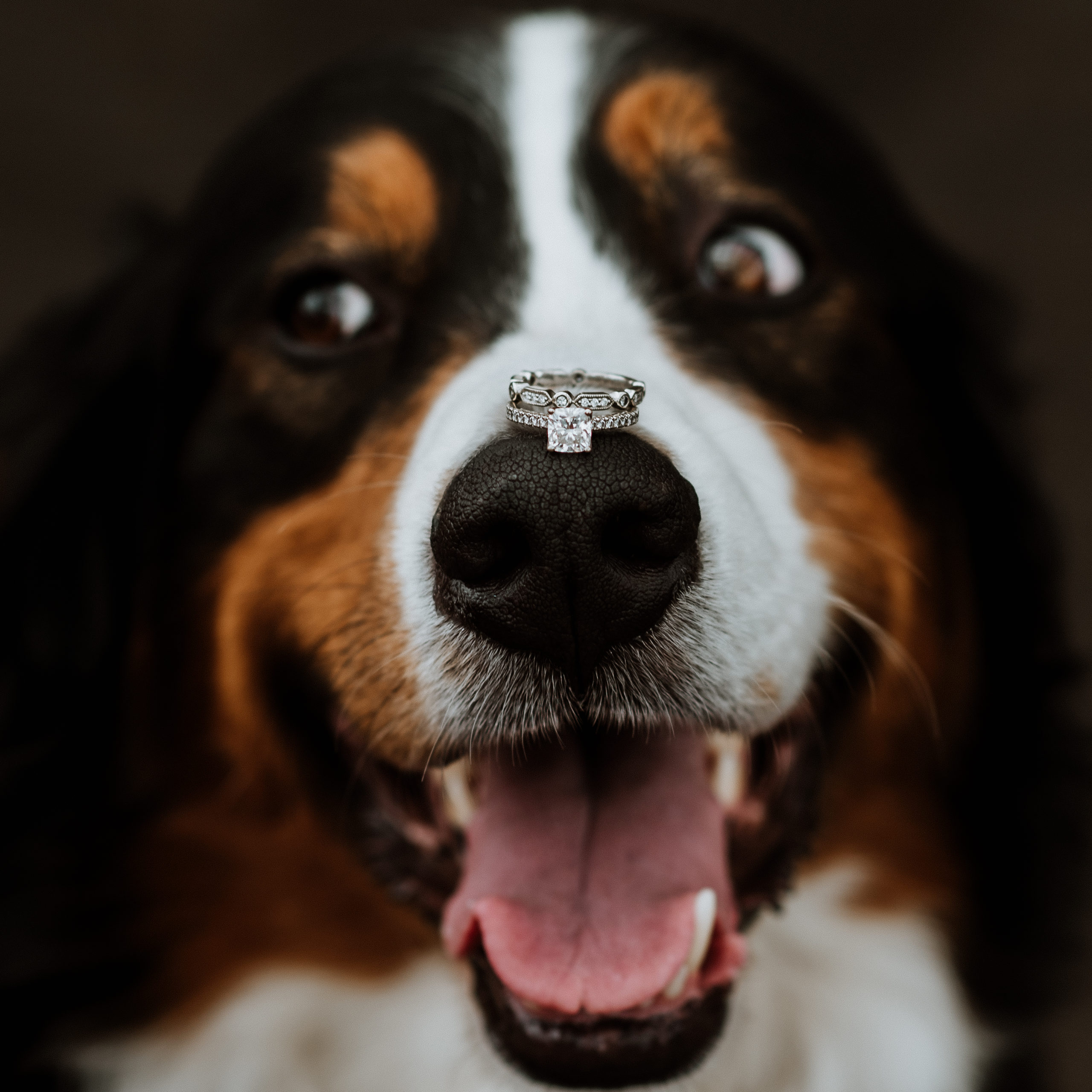 bernese mountain dog with wedding ring on nose